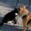 Στο Gov.gr Wallet τα στοιχεία για γάτες και σκυλιά